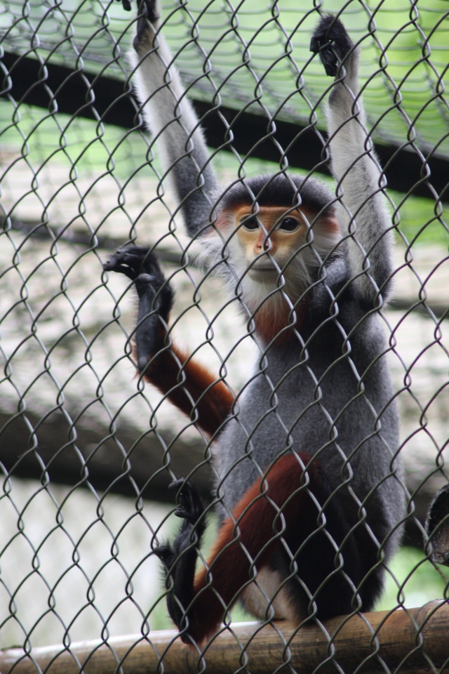 Red flanked Langurs only 70 of these left in the world!!!!!!!!!!!!!!!!!!!
