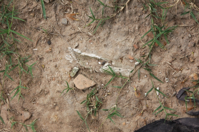 Bones still raise to the surface during the wet season.