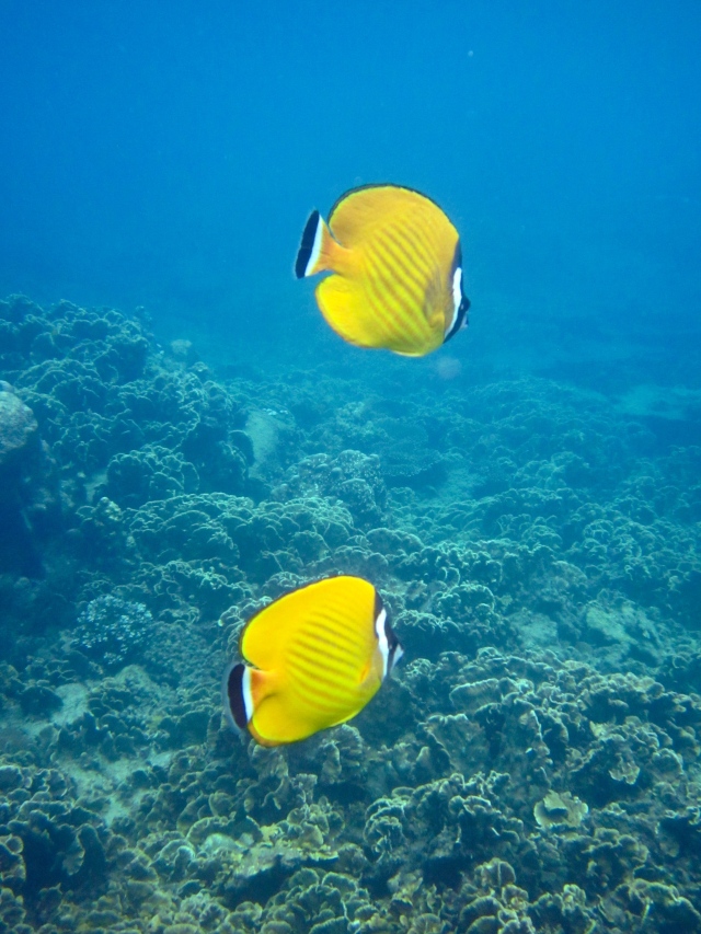 Two beautiful Butterfly fish.