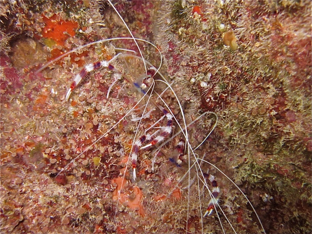 Banded Coral Shrimps